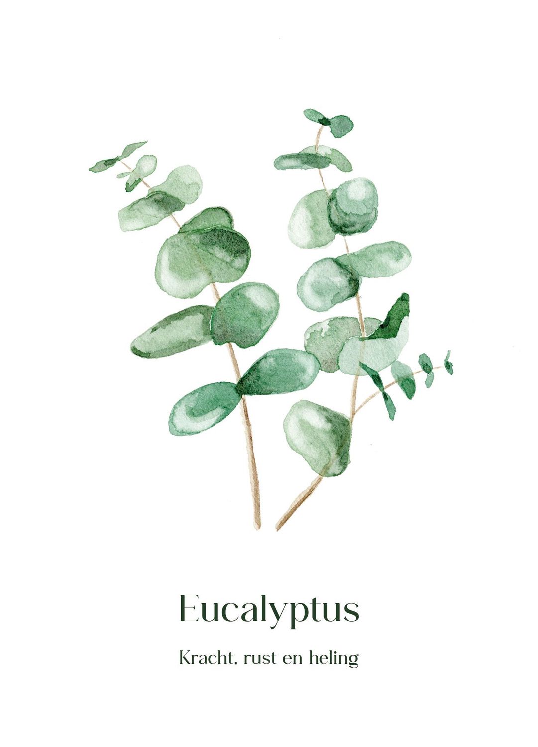 Eucalyptus