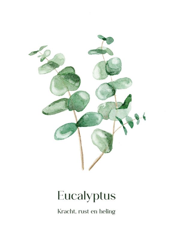 Eucalyptus