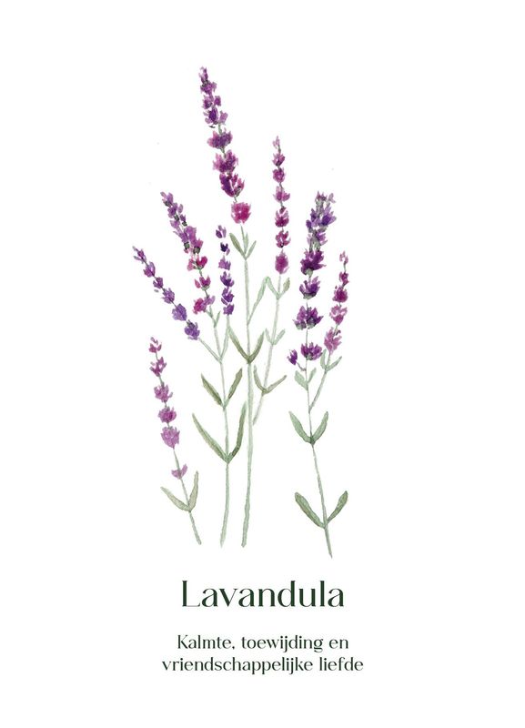 Lavandula