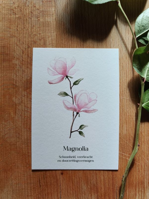 Magnolia