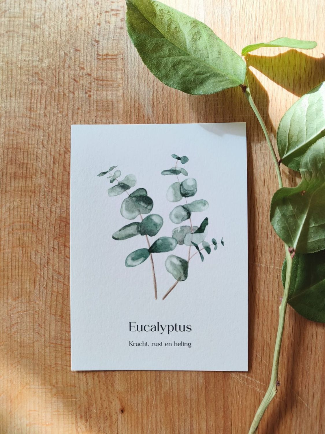 Eucalyptus