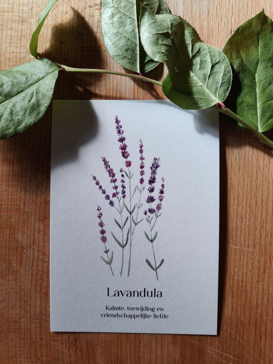 Lavandula