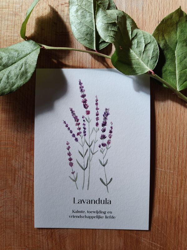 Lavandula