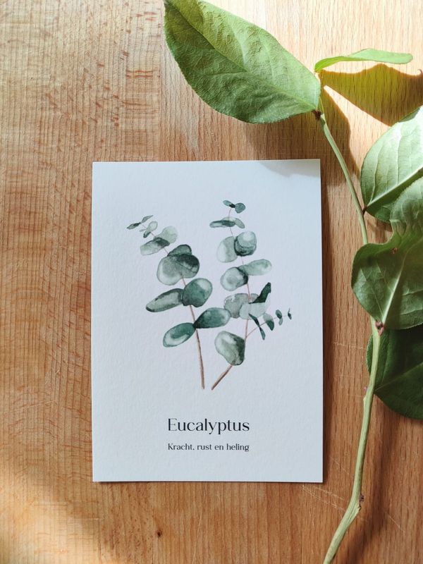 Eucalyptus
