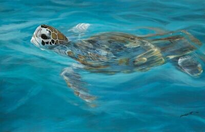 Turtle