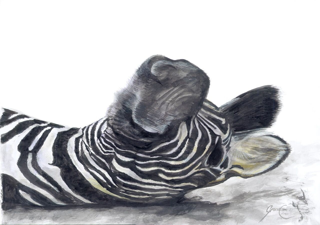 Zebra (Paper Print)