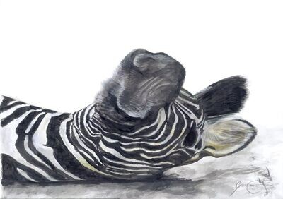 Zebra (Paper Print)