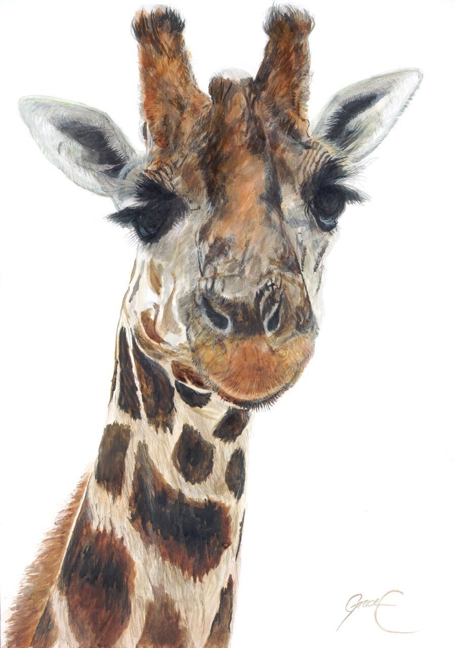 Giraffe (Paper Print)