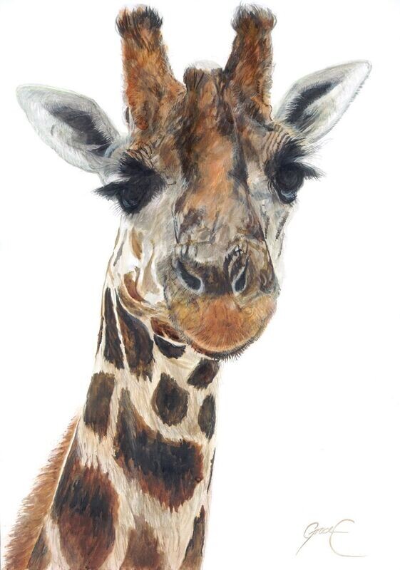 Giraffe (Paper Print)