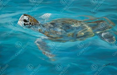 Turtle