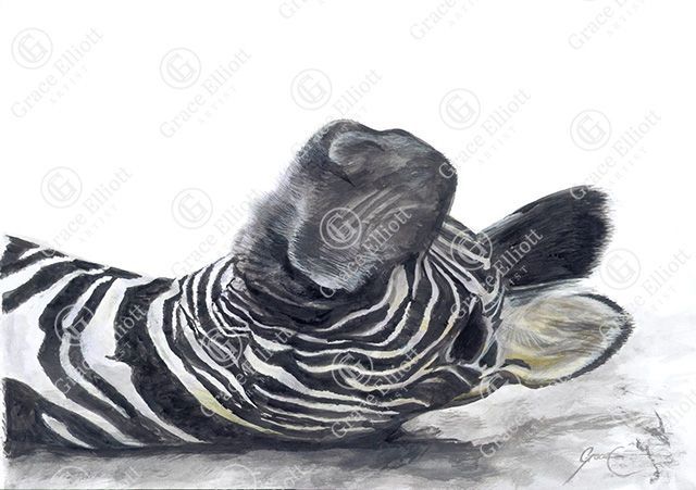 Zebra (Paper Print)