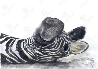 Zebra (Paper Print)