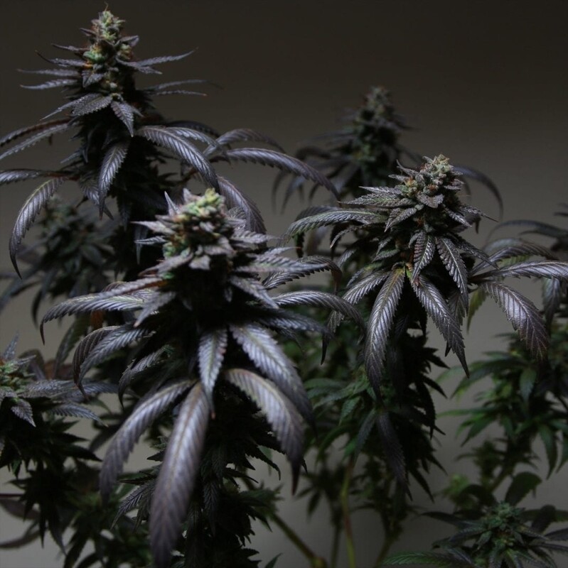 Blue sherblato seeds pheno finders
