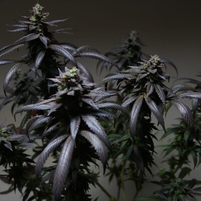 Blue sherblato seeds pheno finders