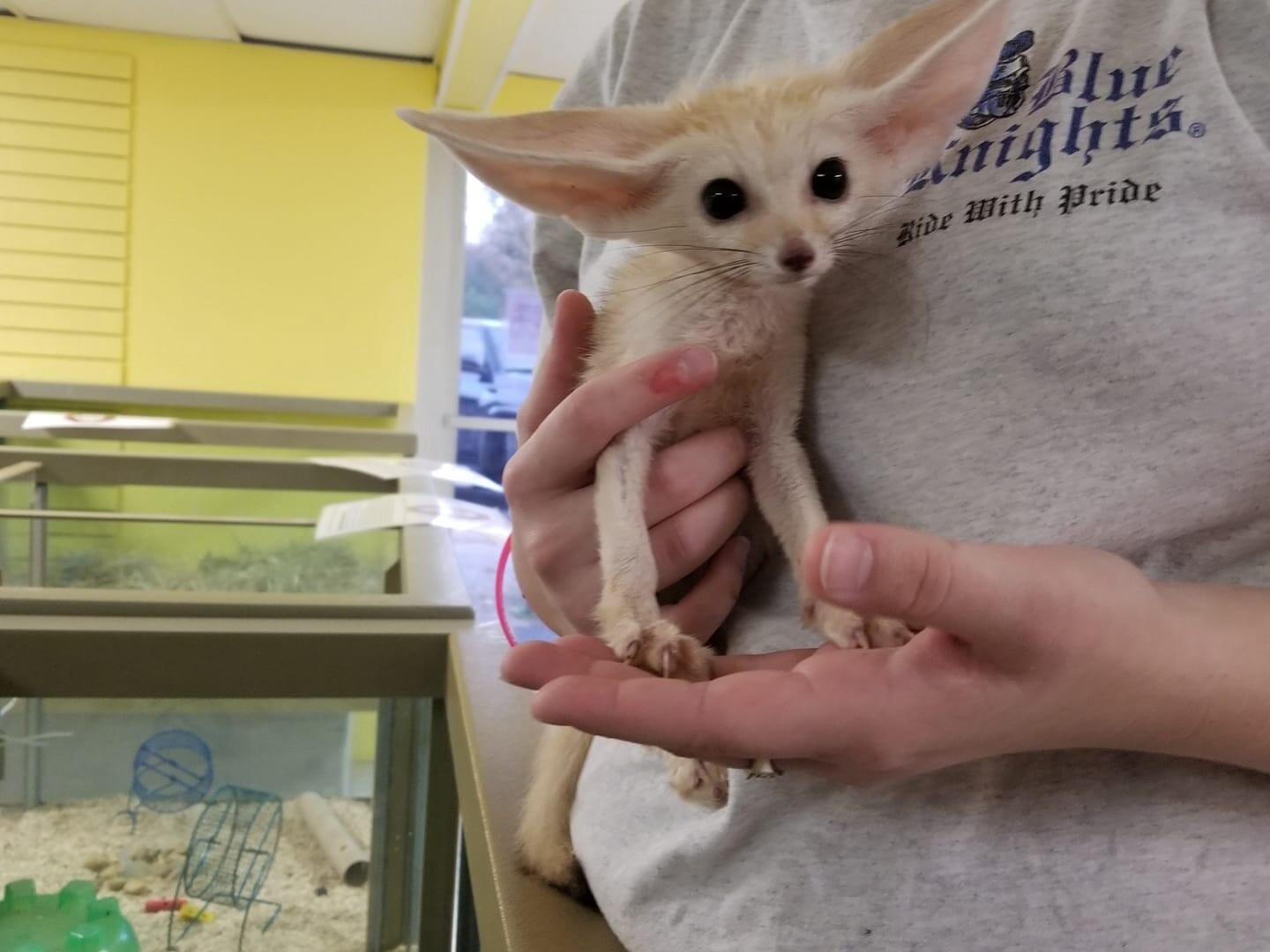 Fennec Fox, Preorder