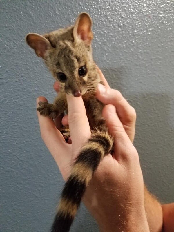 Spotted Genet, preorder