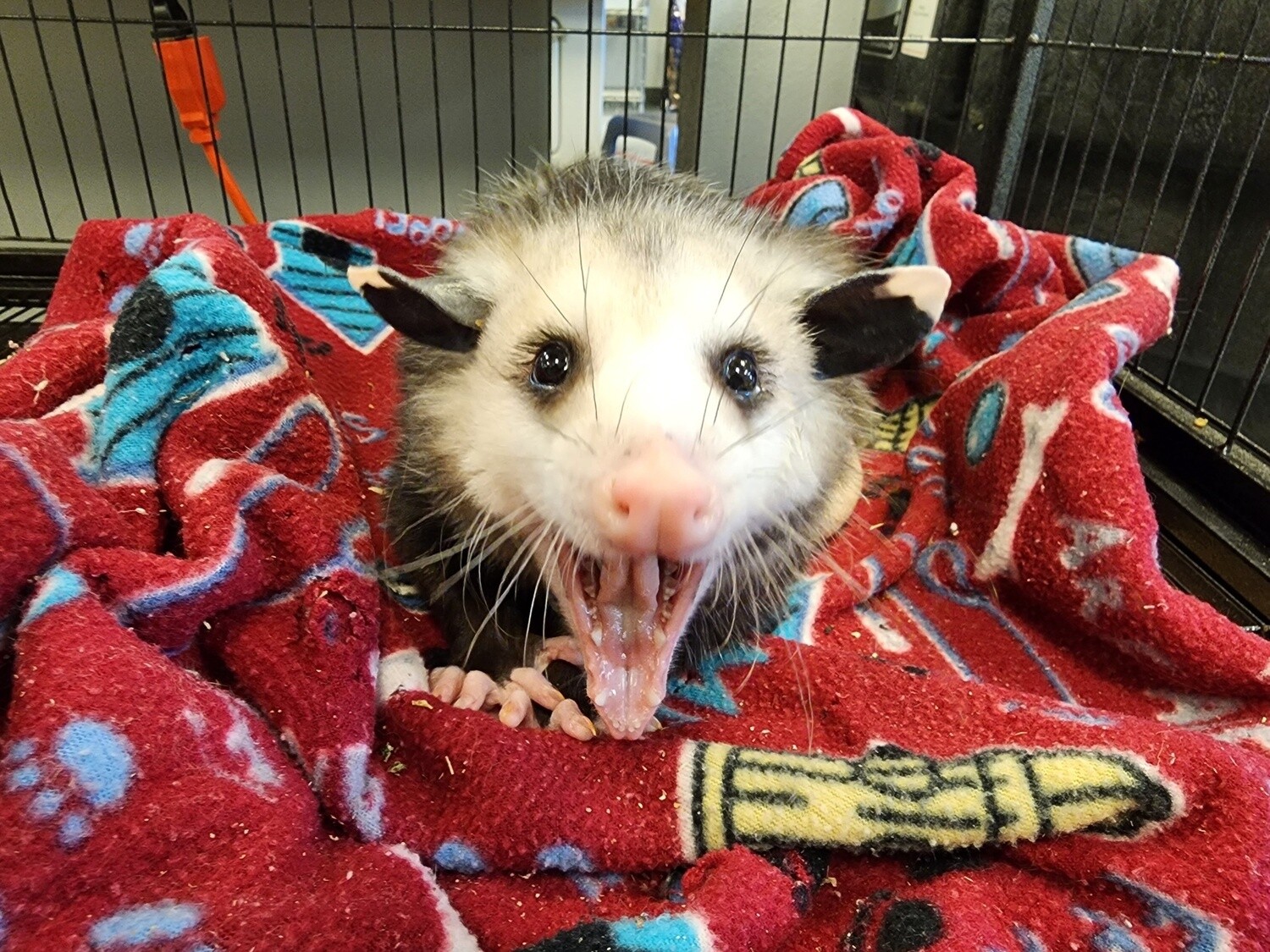 Virginia Opossum, last ones for this year!