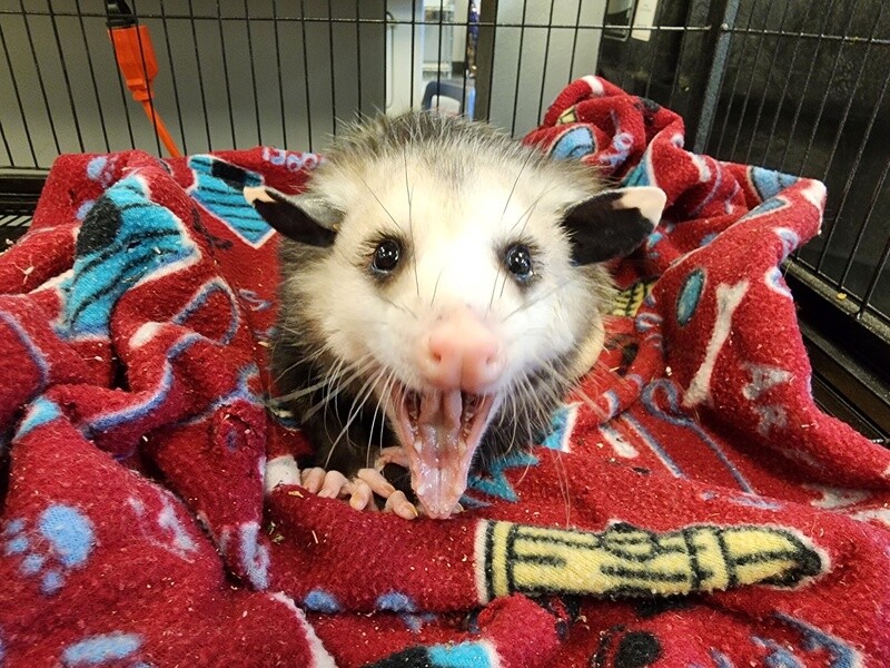 Virginia Opossum, last ones for this year!
