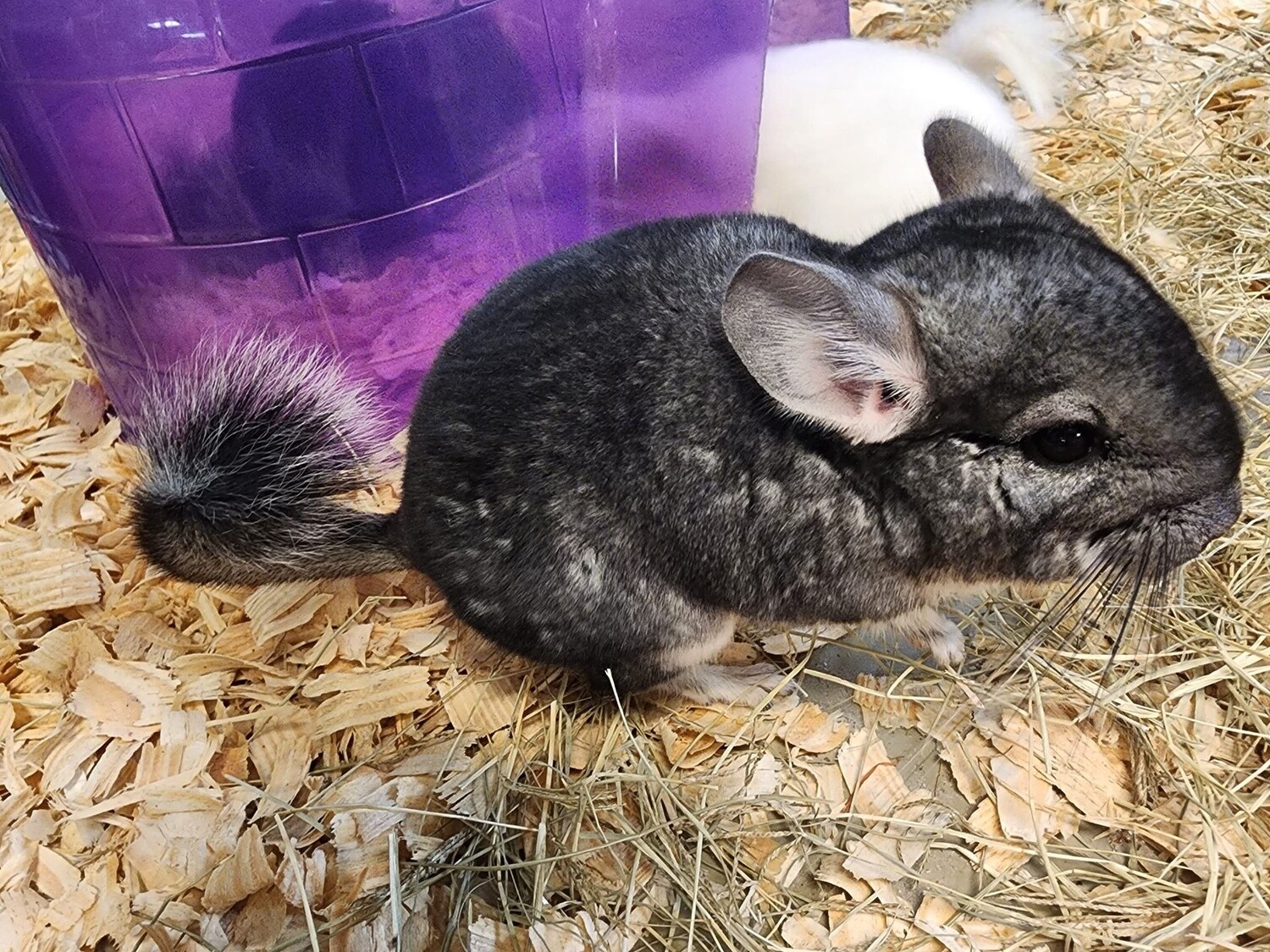 Chinchillas, Color: Gray