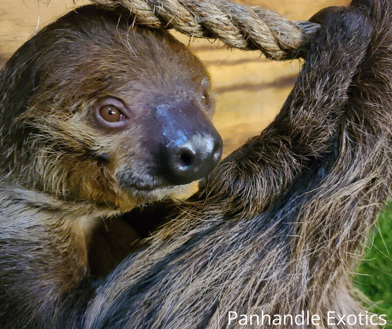Sloth