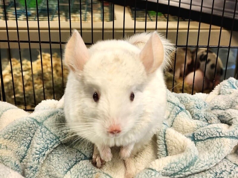 Chinchillas