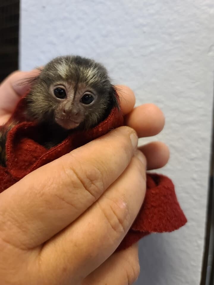 Monkeys as pets for sale discount