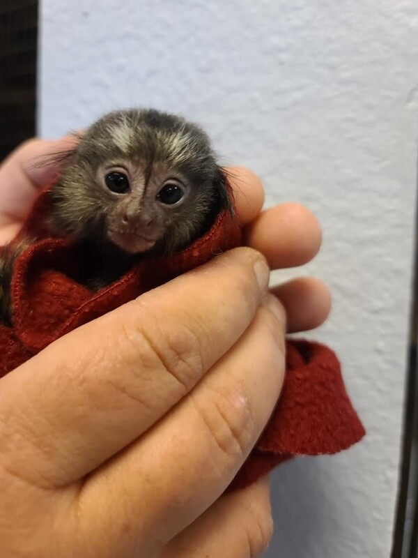 Marmoset Monkey, by special order only.