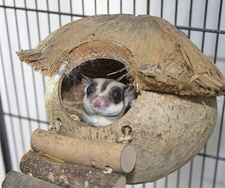 Coconut Hut