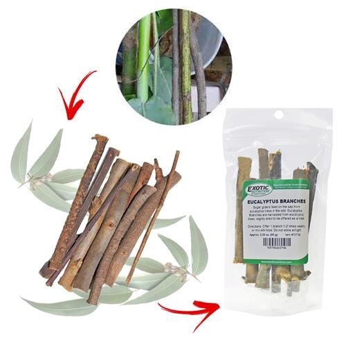 Eucalyptus Branches