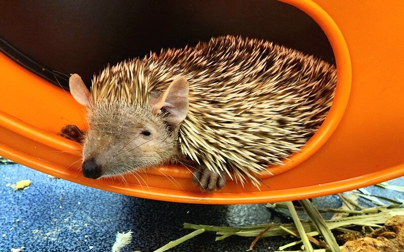Lesser Tenrecs