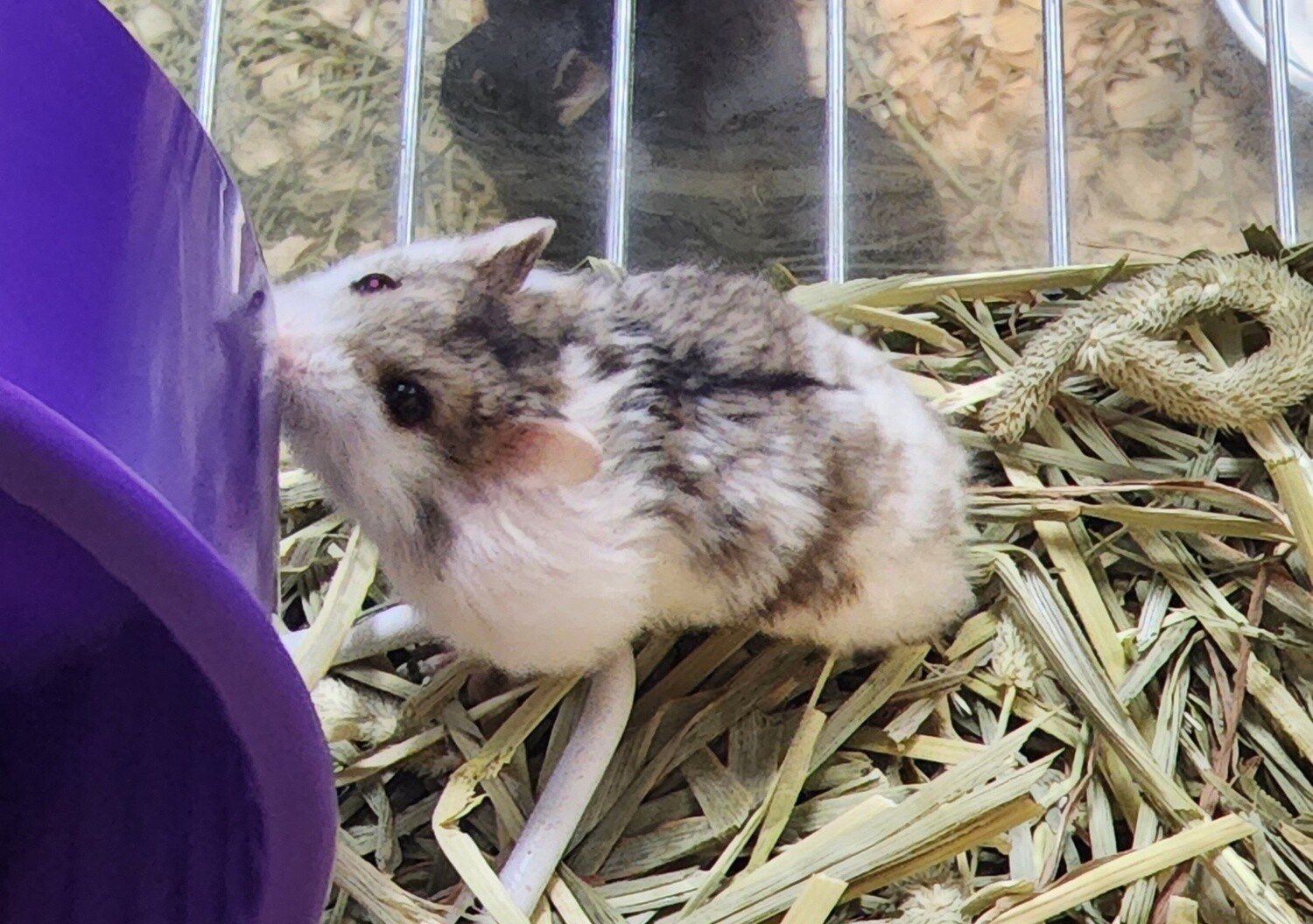 Fancy Dwarf Hamsters, males