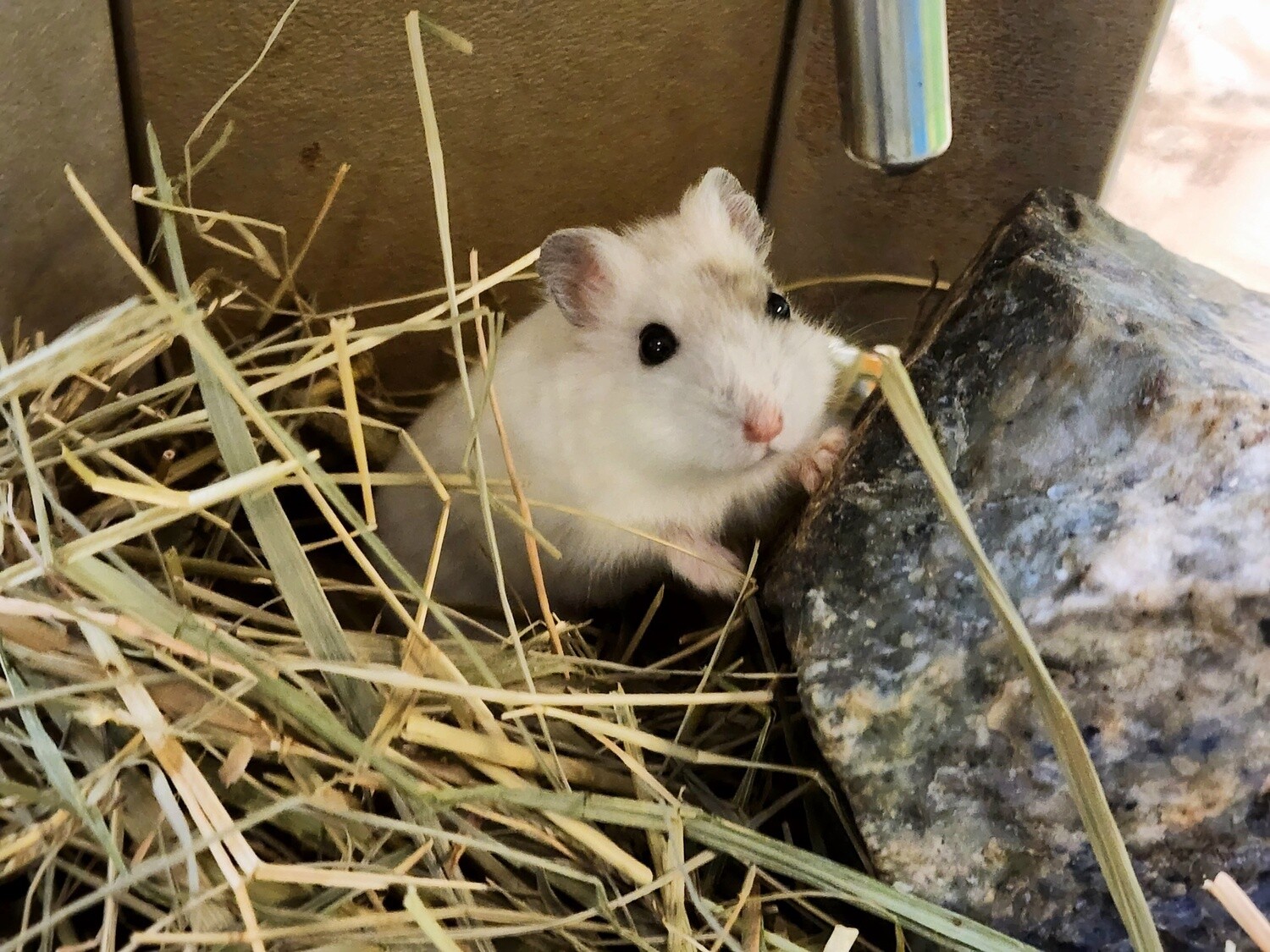 Winter White Hamster