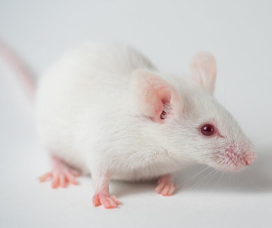 Live Feeders, Size: Pinky Mouse