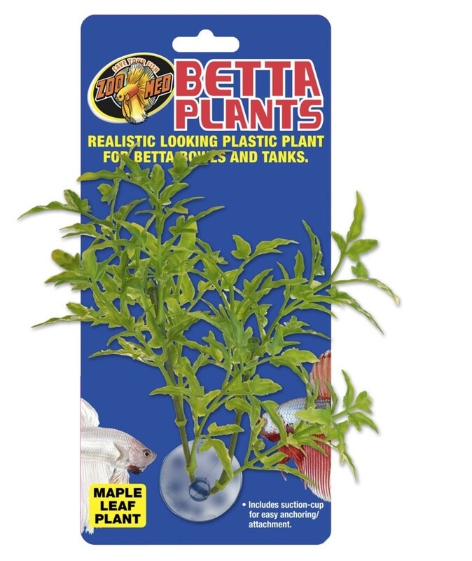 Betta Plant.  Maple Leaf Plant.