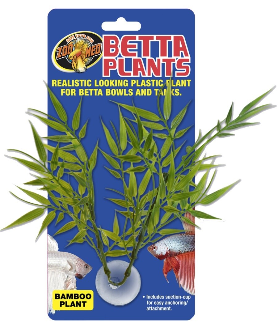Betta Plant.  Bamboo Plant.