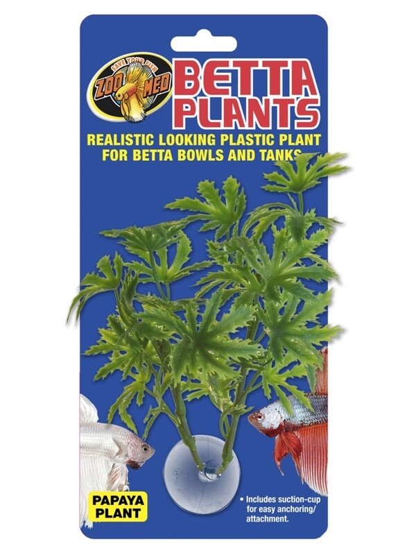 Betta Plant.  Papaya Plant.