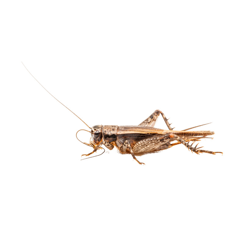 Feeder Bugs