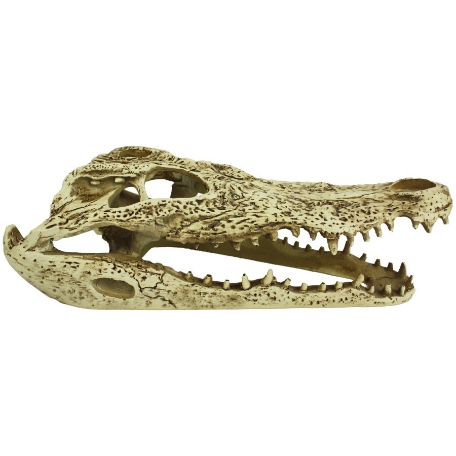 Alligator Skull
