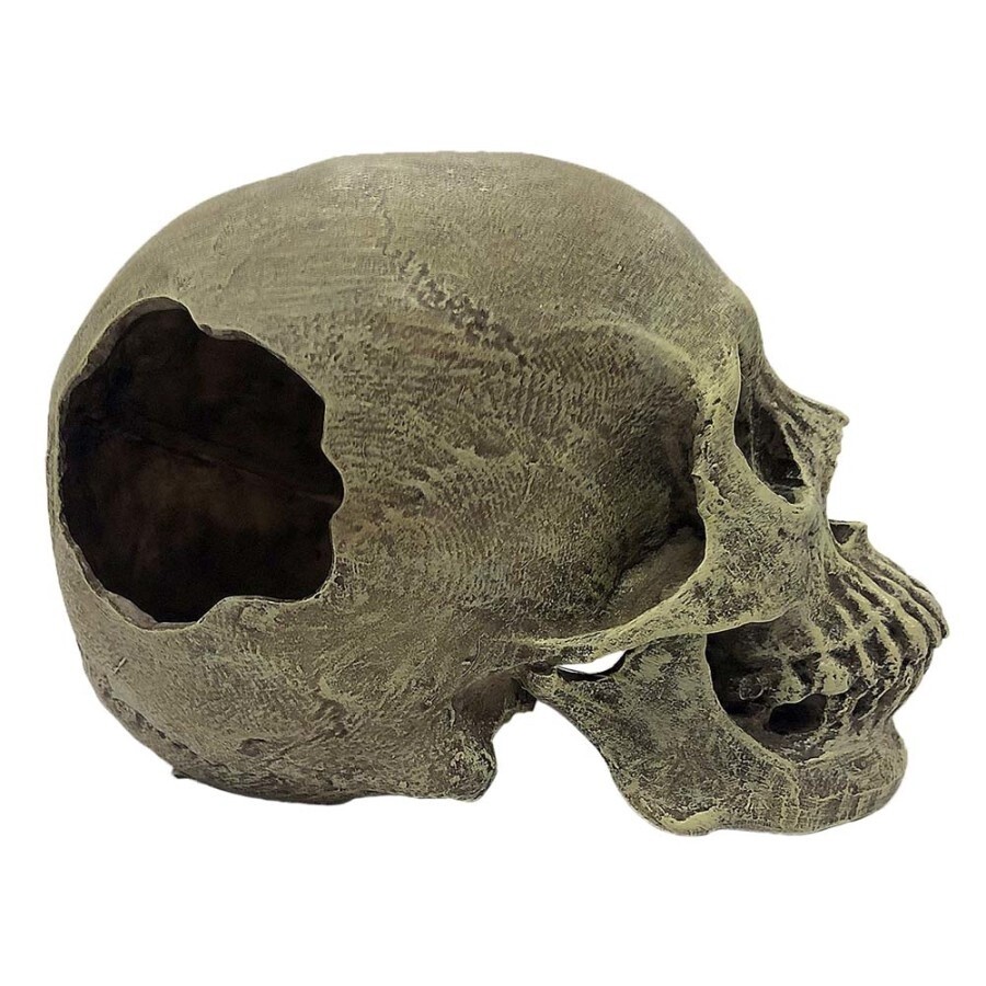 Human Skull, Full