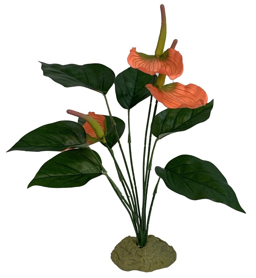 Anthurium Bush