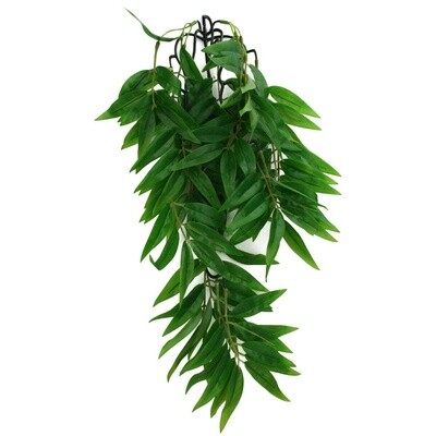 living natural climbing plant