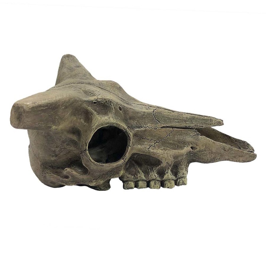 Deer Skull