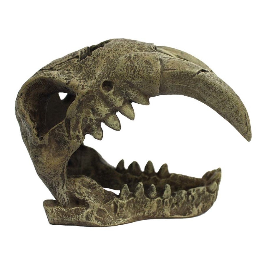 Saber Tooth Skull