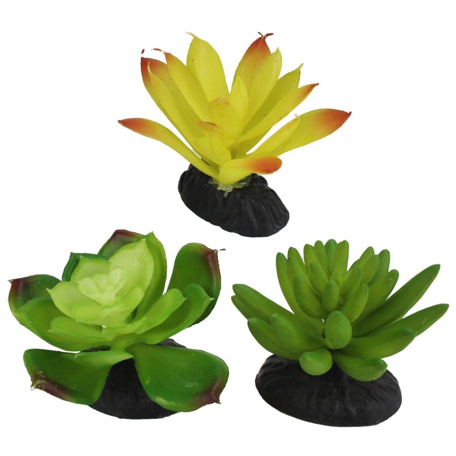 Living Natural Succulents