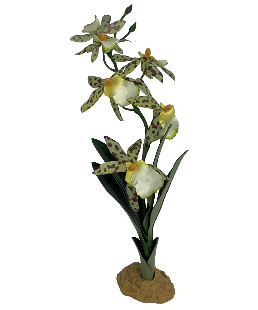 Spider Orchid