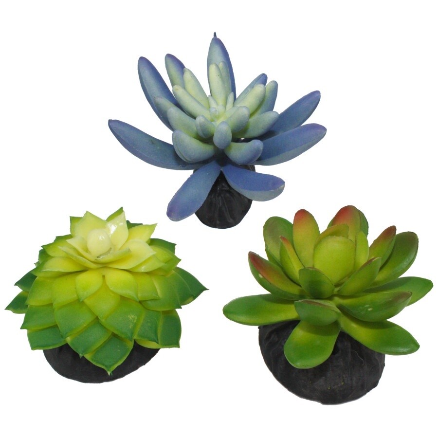 Succulents