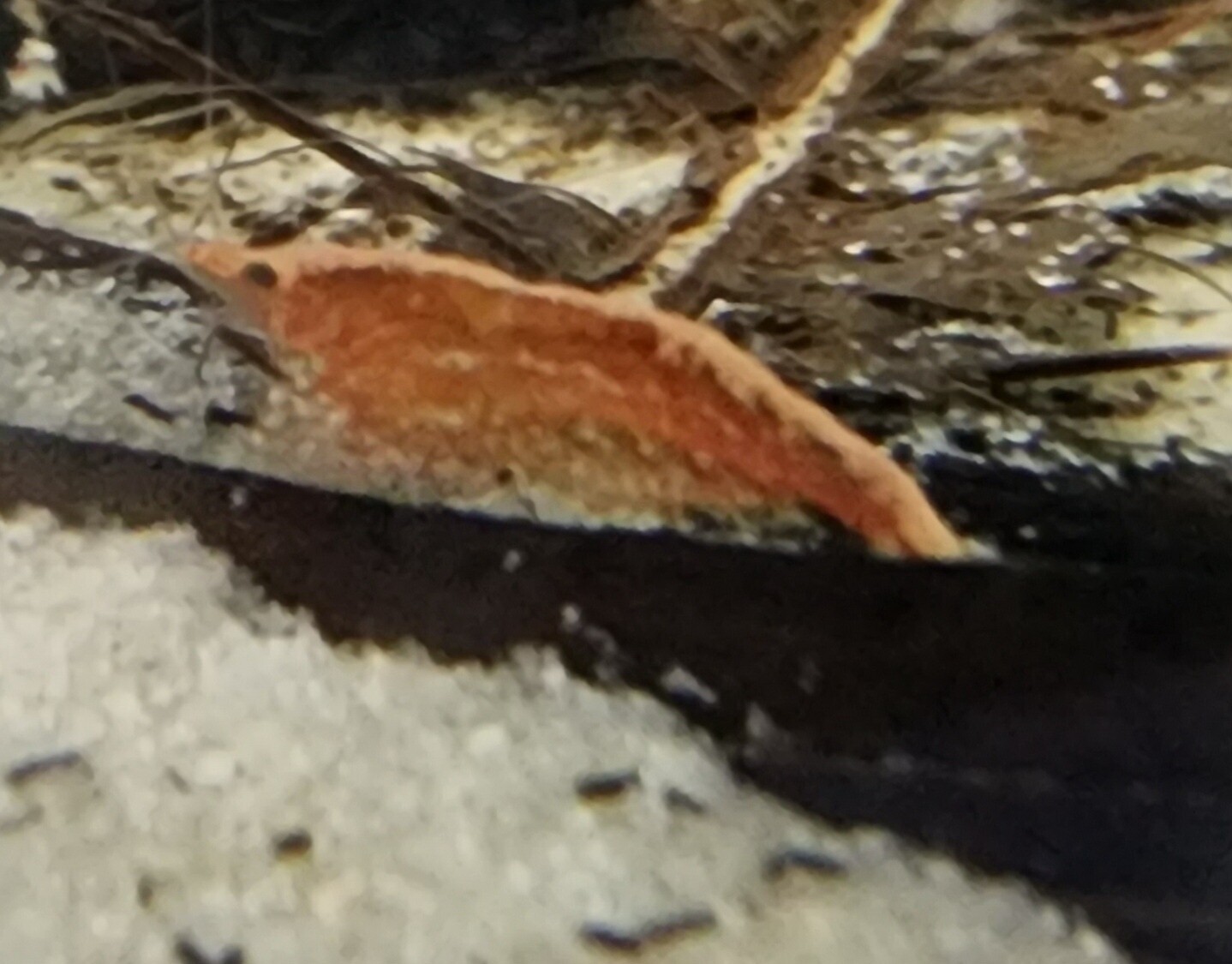 Neocardinia Shrimp, Asst.