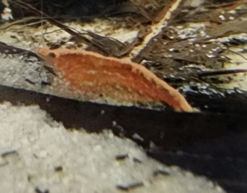 Neocardinia Shrimp, Asst.
