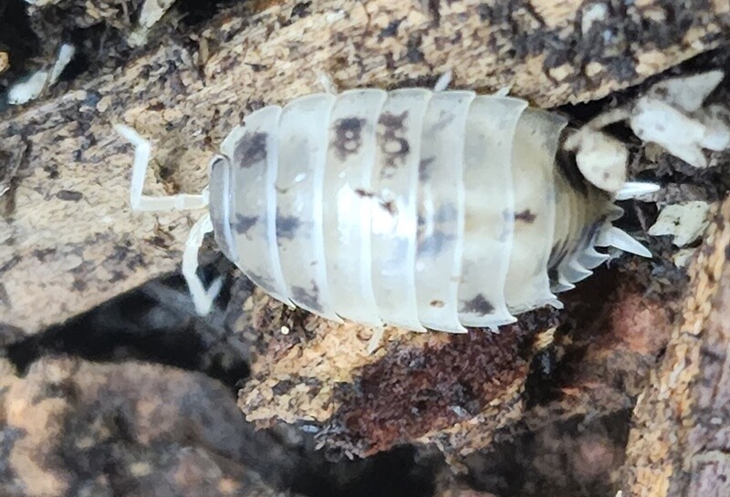 Dairy Cow Isopods