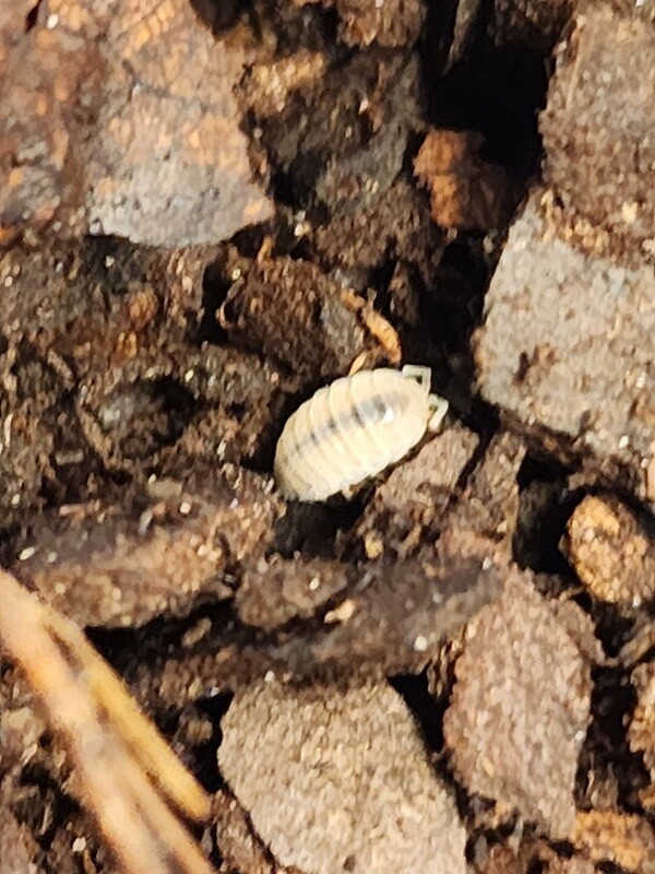 Dwarf White Isopods
